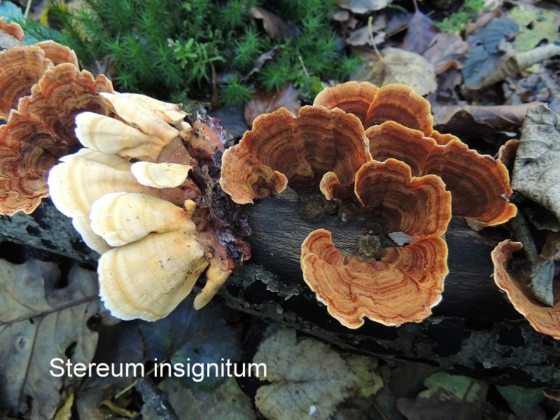 Stereum insignitum-amf1787.jpg - Stereum insignitum ; Syn: Stereum traplianum ; Nom français: Stérée remarquable